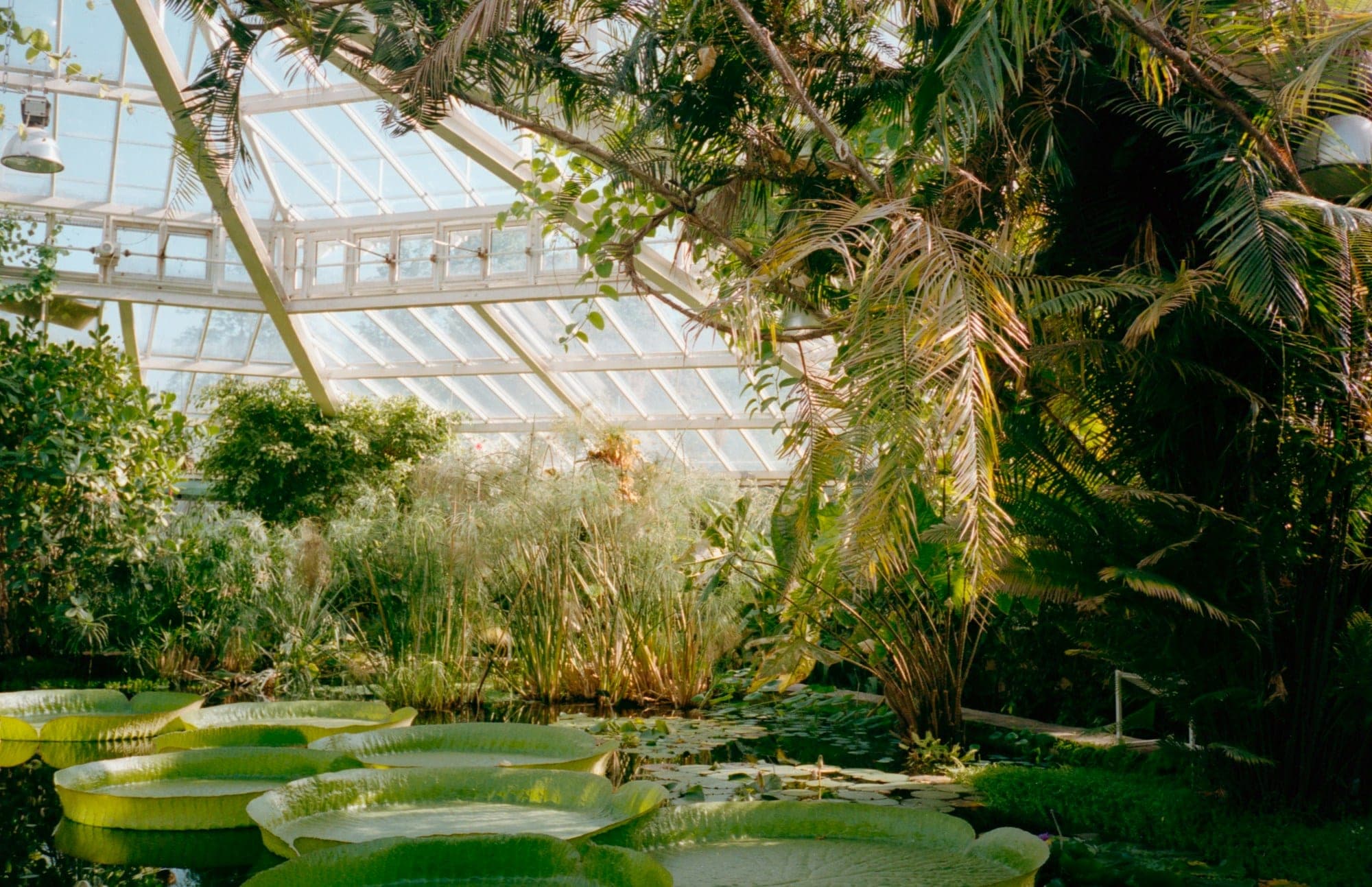 Pamplemousses Garden